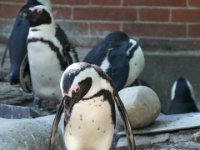 20080531 Kurztrip Stuttgart 0028  Wilhelma Stuttgart : Tag, Tiere