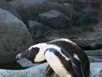 20080531 Kurztrip Stuttgart 0030  Wilhelma Stuttgart : Tag, Tiere