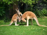 20080531 Kurztrip Stuttgart 0051  Wilhelma Stuttgart : Tag, Tiere