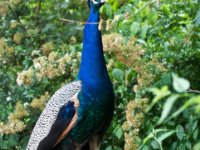 20080531 Kurztrip Stuttgart 0066  Wilhelma Stuttgart : Tag, Tiere