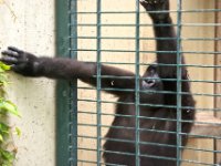 20080531 Kurztrip Stuttgart 0071  Wilhelma Stuttgart : Tag, Tiere