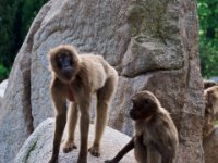 20080531 Kurztrip Stuttgart 0082  Wilhelma Stuttgart : Tag, Tiere