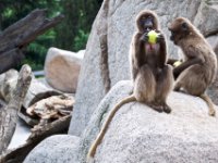 20080531 Kurztrip Stuttgart 0087  Wilhelma Stuttgart : Tag, Tiere
