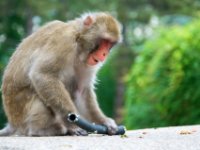 20080531 Kurztrip Stuttgart 0091  Wilhelma Stuttgart : Tag, Tiere