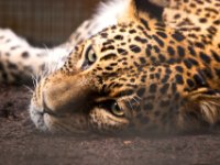 20080531 Kurztrip Stuttgart 0095  Wilhelma Stuttgart : Tag, Tiere