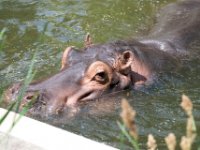 20080531 Kurztrip Stuttgart 0114  Wilhelma Stuttgart : Tag, Tiere