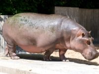 20080531 Kurztrip Stuttgart 0115  Wilhelma Stuttgart : Tag, Tiere