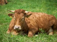 20080531 Kurztrip Stuttgart 0121  Wilhelma Stuttgart : Tag, Tiere