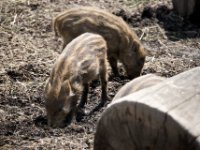 20080531 Kurztrip Stuttgart 0124  Wilhelma Stuttgart : Tag, Tiere
