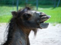 20080531 Kurztrip Stuttgart 0136  Wilhelma Stuttgart : Tag, Tiere