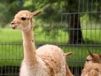 20080531 Kurztrip Stuttgart 0138  Wilhelma Stuttgart : Tag, Tiere