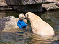 20080531 Kurztrip Stuttgart 0155  Wilbär mit Mama - Wilhelma Stuttgart : Tag, Tiere