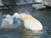 20080531 Kurztrip Stuttgart 0156  Mama Wilbär schüttelt sich - Wilhelma Stuttgart : Tag, Tiere
