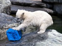 20080531 Kurztrip Stuttgart 0159  Wilbär - Wilhelma Stuttgart : Tag, Tiere
