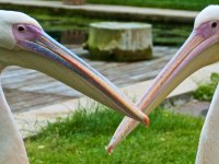 20080531 Kurztrip Stuttgart 0180  Wilhelma Stuttgart : Tag, Tiere