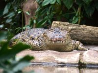 20080531 Kurztrip Stuttgart 0185  Wilhelma Stuttgart : Tag, Tiere