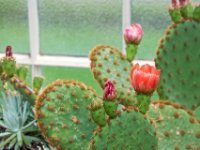 20080531 Kurztrip Stuttgart 0198  Wilhelma Stuttgart : Blumen, Natur