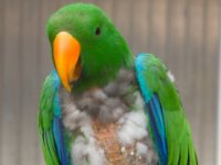 20080531 Kurztrip Stuttgart 0206  Wilhelma Stuttgart : Tag, Tiere