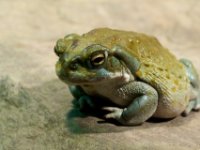 20080531 Kurztrip Stuttgart 0213  Wilhelma Stuttgart : Tag, Tiere