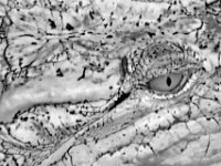 20080531 Kurztrip Stuttgart 0222  Wilhelma Stuttgart : Tag, Tiere