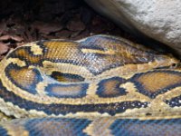 20080531 Kurztrip Stuttgart 0226  Wilhelma Stuttgart : Tag, Tiere