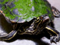 20080531 Kurztrip Stuttgart 0229  Wilhelma Stuttgart : Tag, Tiere