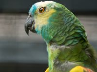 20080624 Vogelpark 11