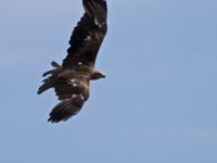 20080624 Vogelpark 135  Milan im Anflug!
