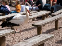 20080624 Vogelpark 136  Der Storch wollte auch zuschauen!