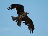 20080624 Vogelpark 138  Ferngesteuerter Milan