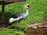 20080624 Vogelpark 160