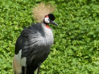 20080624 Vogelpark 162