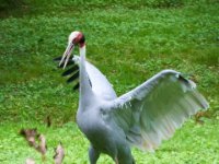 20080624 Vogelpark 19