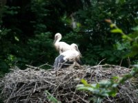 20080624 Vogelpark 7