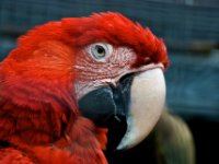 20080624 Vogelpark 74