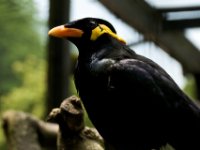 20080624 Vogelpark 93  Der Kerl kann richtig reden!