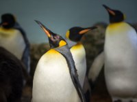 20151103 Basler Zoo 04899