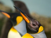 20151103 Basler Zoo 04904