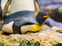 20151103 Basler Zoo 04906