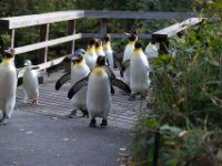 20151103 Basler Zoo 04910