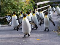 20151103 Basler Zoo 04913