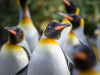 20151103 Basler Zoo 04914