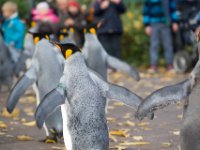 20151103 Basler Zoo 04922