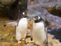 20151103 Basler Zoo 04925