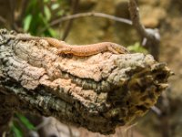 20151103 Basler Zoo 04930