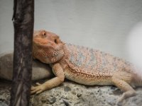 20151103 Basler Zoo 04931