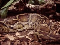 20151103 Basler Zoo 04933