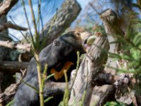 20151103 Basler Zoo 04949