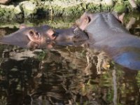 20151103 Basler Zoo 04959