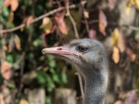 20151103 Basler Zoo 04962